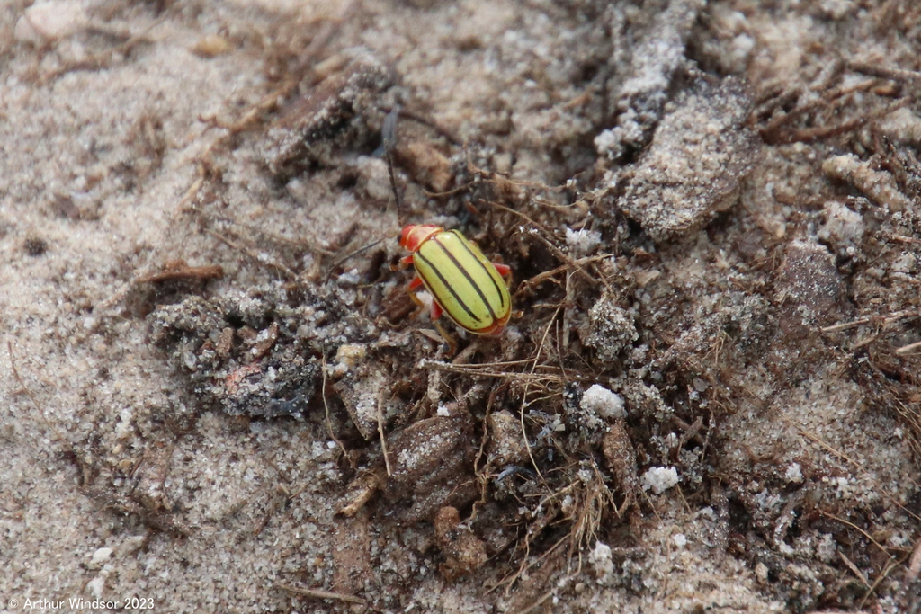 Disonycha quinquelineata from JW Corbett Wildlife Management Area, FL