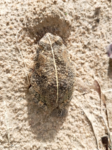 Eastern Flat-backed Toad