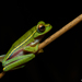 Winged Gliding Frog - Photo (c) Saurabh Sawant, all rights reserved, uploaded by Saurabh Sawant