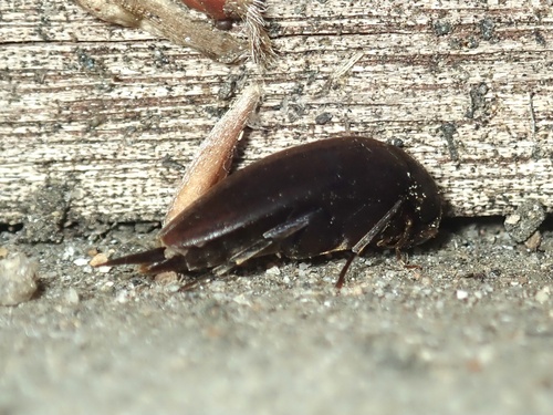 Glipostena pelecotomoidea · iNaturalist