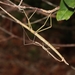Tessellated Stick Insect - Photo (c) Greg Martin, all rights reserved, uploaded by Greg Martin