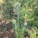 Helichrysum rugulosum - Photo 由 Nanti Strydom 所上傳的 (c) Nanti Strydom，保留所有權利