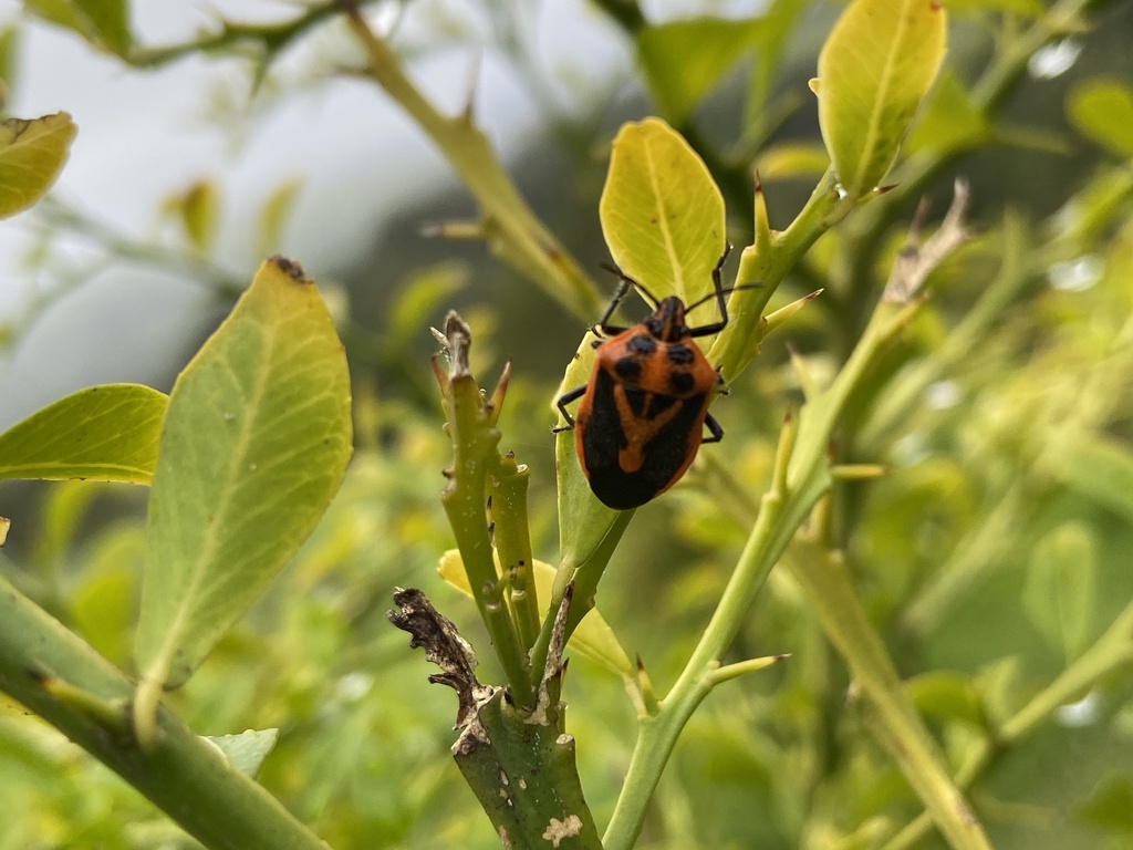 Horehound Bug from Rose Valley, NSW, AU on January 27, 2023 at 09:06 AM ...