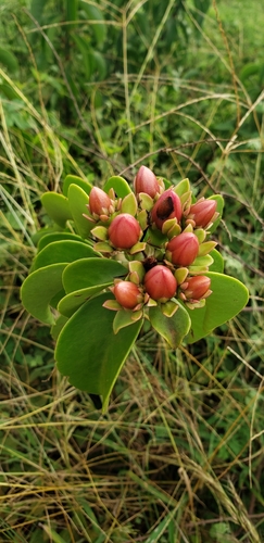 Pereskia stenantha
