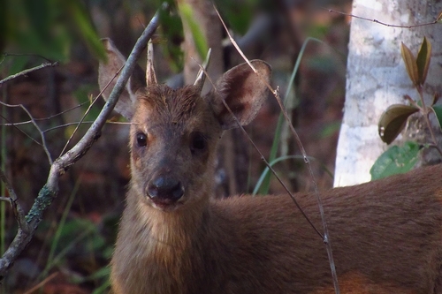 Southern Brown Brocket