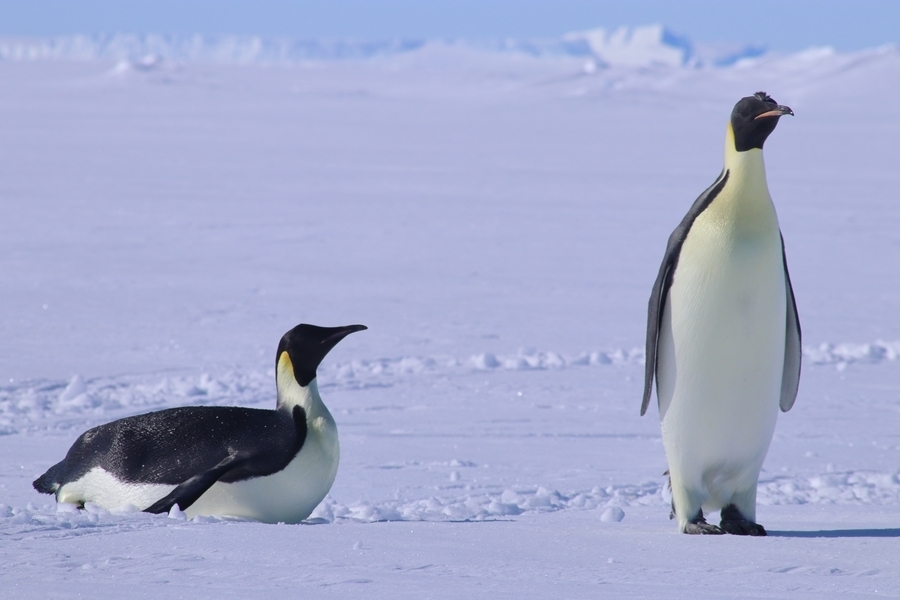 Emperor Penguin in January 2023 by Rémi Bigonneau · iNaturalist