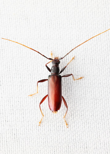 Tethionea tridentata