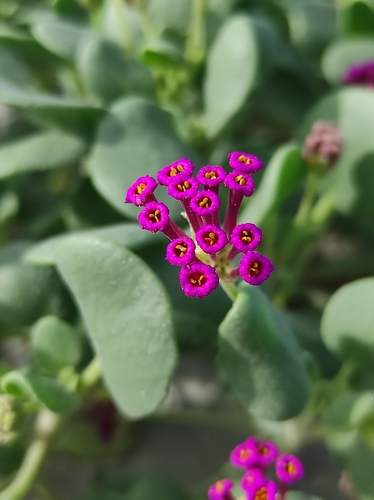 red sand-verbena