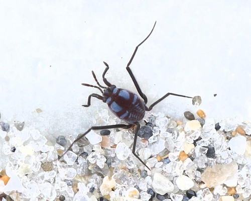 Halobates micans Eschscholtz, 1822