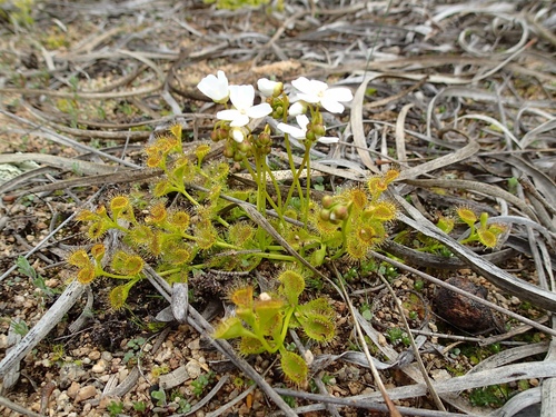 How to identify Drosera rupicola (N.G.Marchant) Lowrie