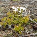 Drosera rupicola - Photo (c) catherwoods, all rights reserved, uploaded by catherwoods