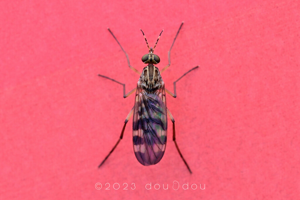 Bryconamericus sylvicola
