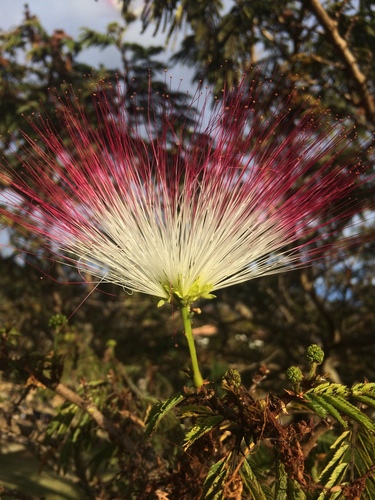 Calliandra grandiflora image