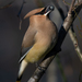 Cedar Waxwing - Photo (c) ava!, all rights reserved, uploaded by ava!