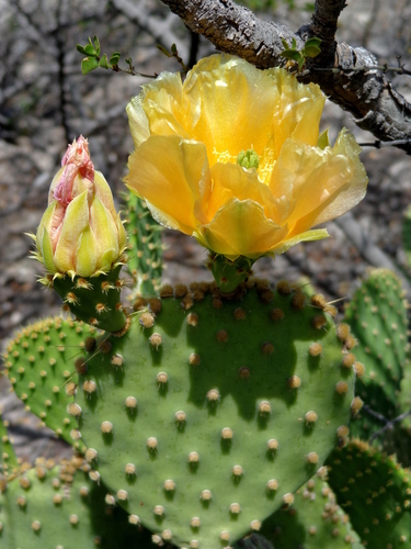 Opuntia X andersonii