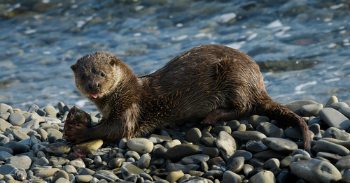 Eurasian Otter