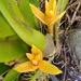 Maxillaria villosa - Photo (c) Loredana Gutierrez, all rights reserved, uploaded by Loredana Gutierrez