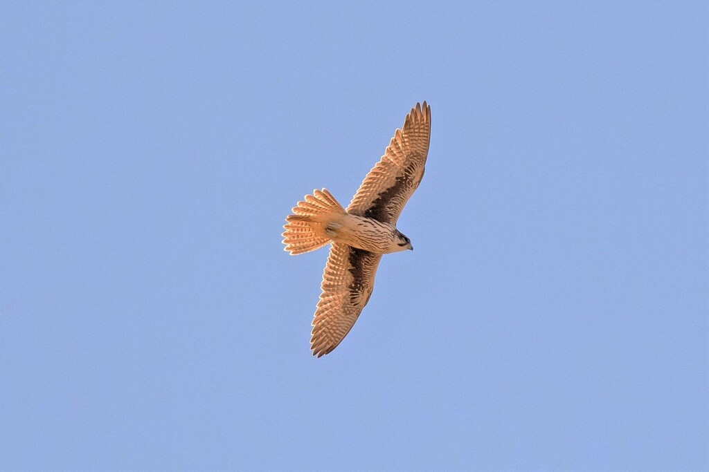 Prairie Falcon from Lancaster County, NE, USA - Spring Creek Prairie ...