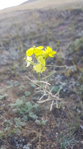 Erysimum flavum
