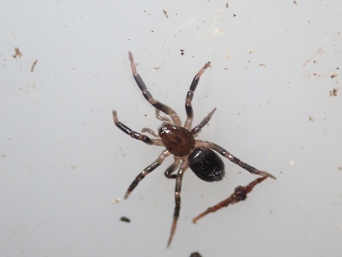 Doenitzius peniculus