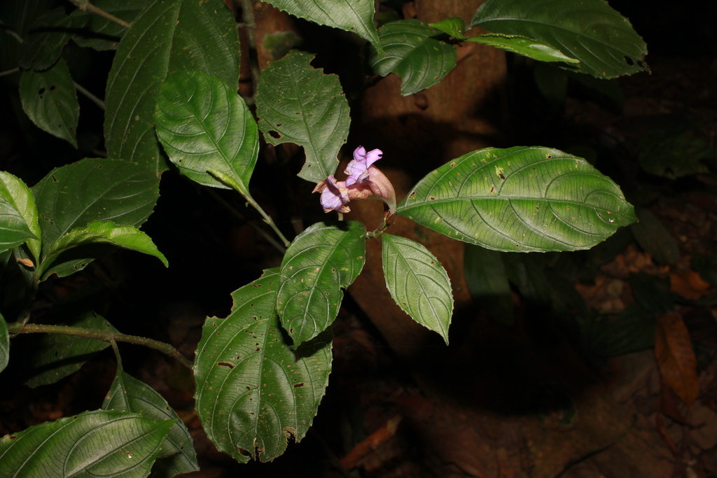 Strobilanthes cystolithigera (Strobilanthes cystolithigera)