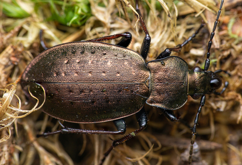 Carabus sylvestris Panzer, 1793