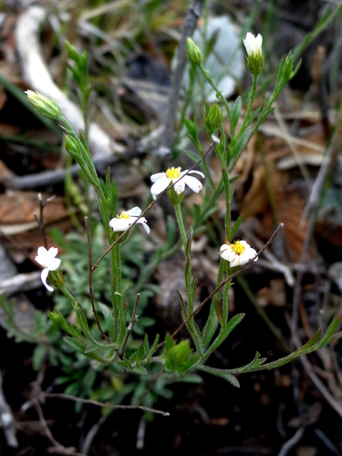 Parry's leastdaisy (Chaetopappa parryi)