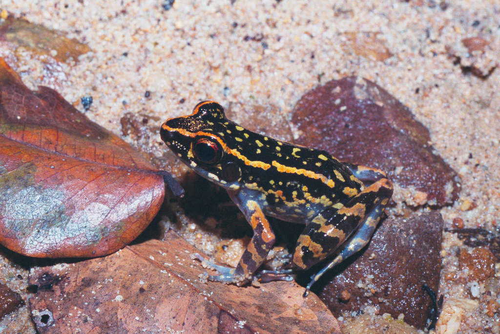 Striped Stream Frog (Hylarana signata)