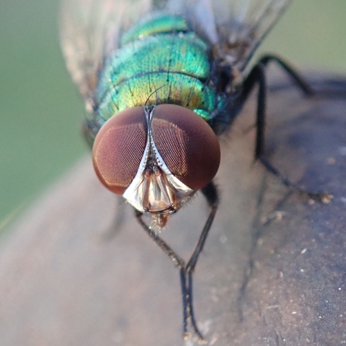 Lucilia nuotrauka