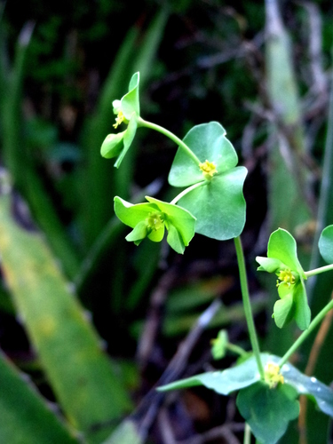Euphorbia greggii