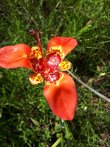 Tiger flower