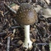 Amanita Sect. Validae - Photo (c) Jennie White, all rights reserved, uploaded by Jennie White