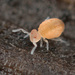 Arrhopalitidae - Photo (c) Graham Montgomery, כל הזכויות שמורות, הועלה על ידי Graham Montgomery