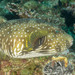White-spotted Puffer - Photo (c) Ian Shaw, all rights reserved, uploaded by Ian Shaw