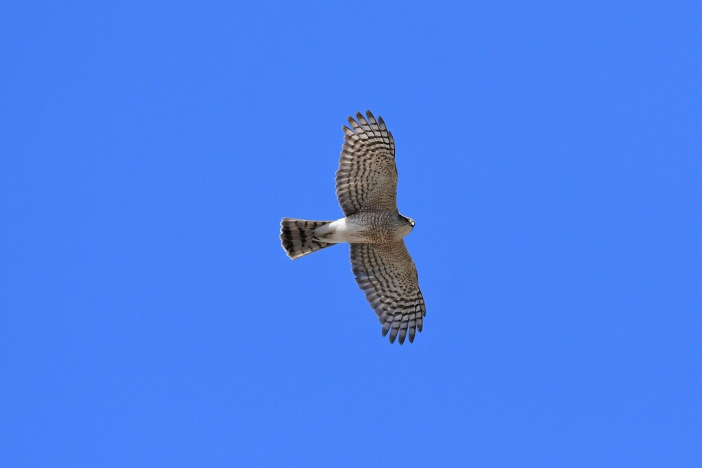 Sharp-shinned Hawk from Lancaster County, NE, USA - Branched Oak State ...