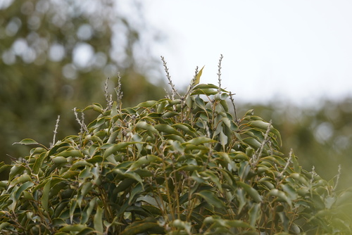 Lithocarpus attenuatus