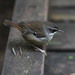 White-browed Scrubwren - Photo (c) Lexi Roberts, all rights reserved, uploaded by Lexi Roberts