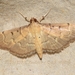 Herpetogramma rudis - Photo (c) Roger C. Kendrick, all rights reserved, uploaded by Roger C. Kendrick