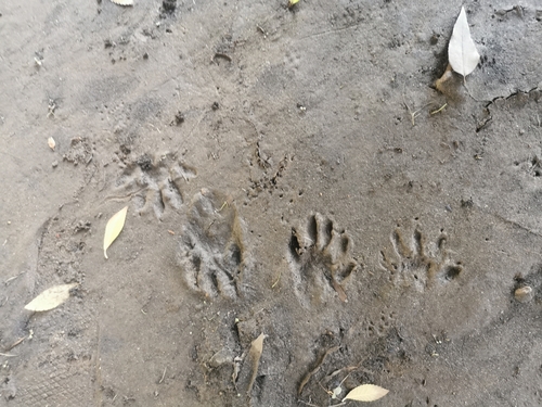 Raccoon Tracks Naturetracking