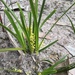 Lomandra filiformis coriacea - Photo (c) twitchgray, todos los derechos reservados