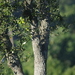 Quercus sagraeana - Photo (c) Eric Knight, todos los derechos reservados