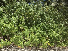 Hibiscus tiliaceus image