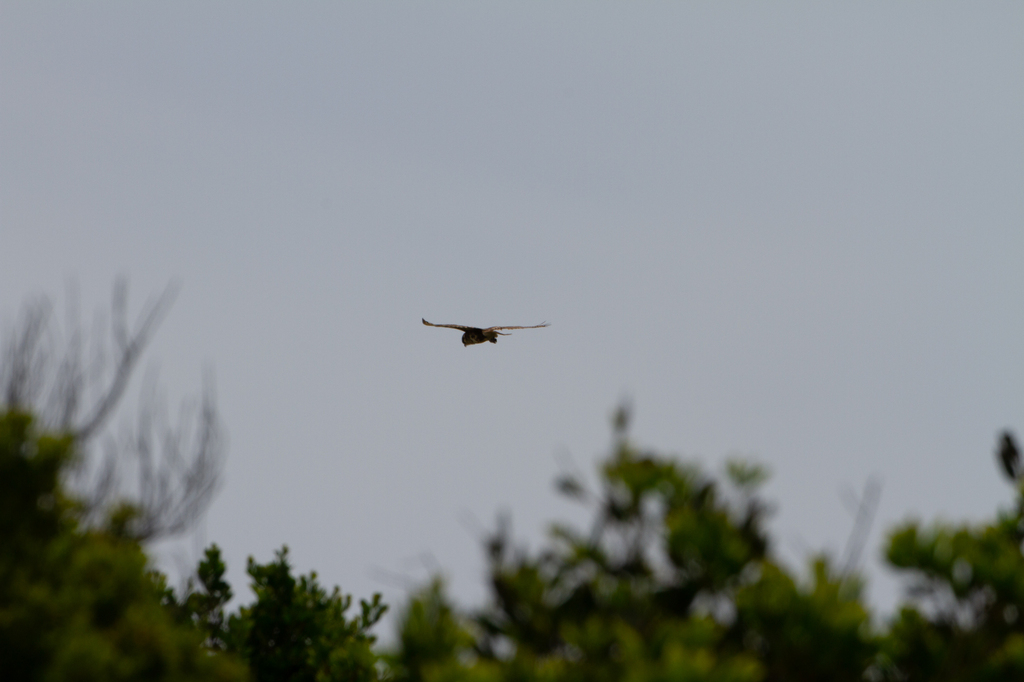 Typical Falcons from Bakers Beach TAS 7307, Australia on December 16