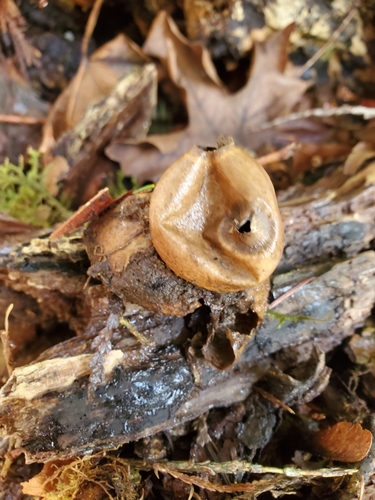 Geastrum