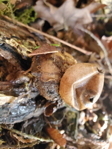 Geastrum (Photo 2 of 2)