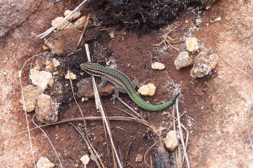 Barbour's Day Gecko