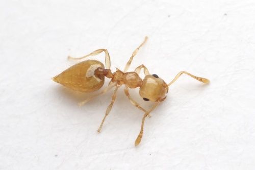 Crematogaster minutissima