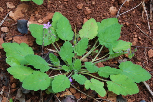 Soft Stork's-bill