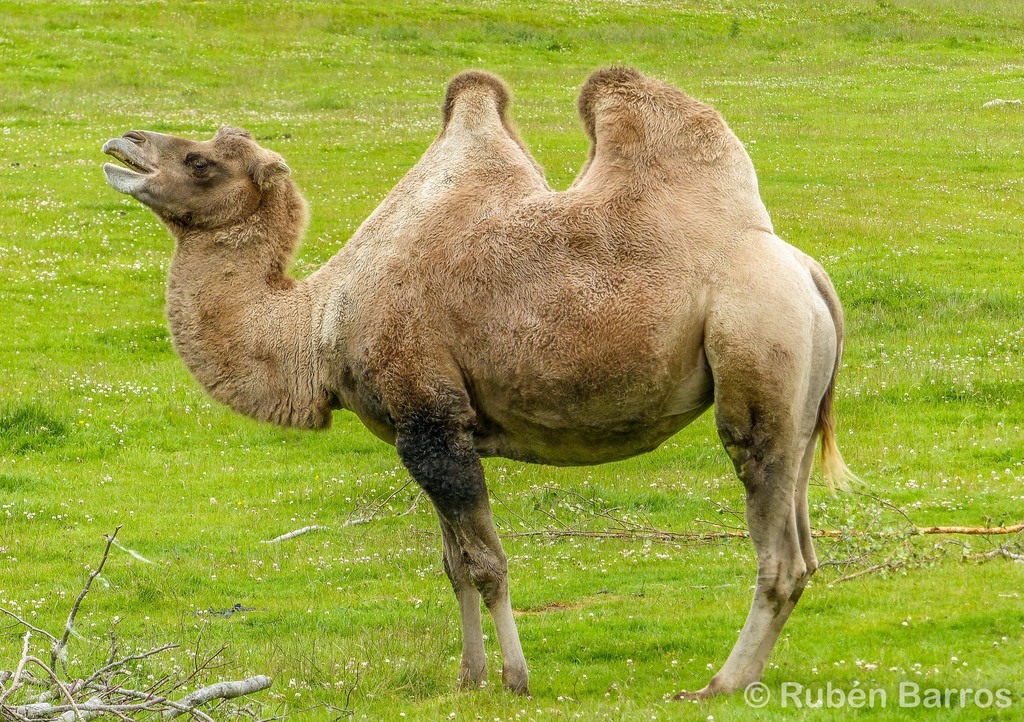 Bactrian Camels