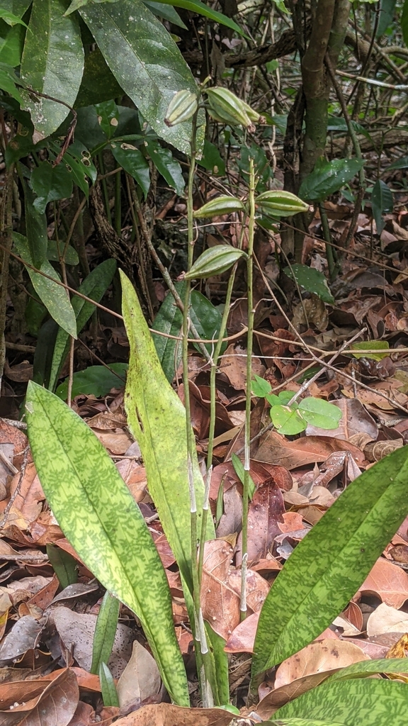 Monk Orchid from 77680 Quintana Roo, Mexico on January 29, 2023 at 12: ...